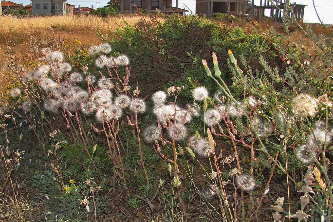 Image of Lactuca tuberosa specimen.