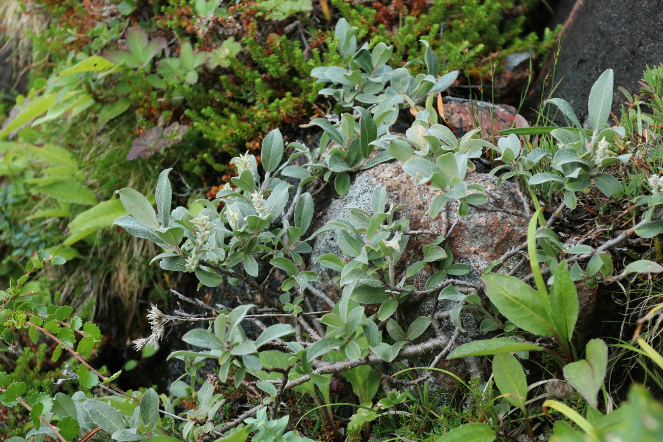 Image of Salix glauca specimen.