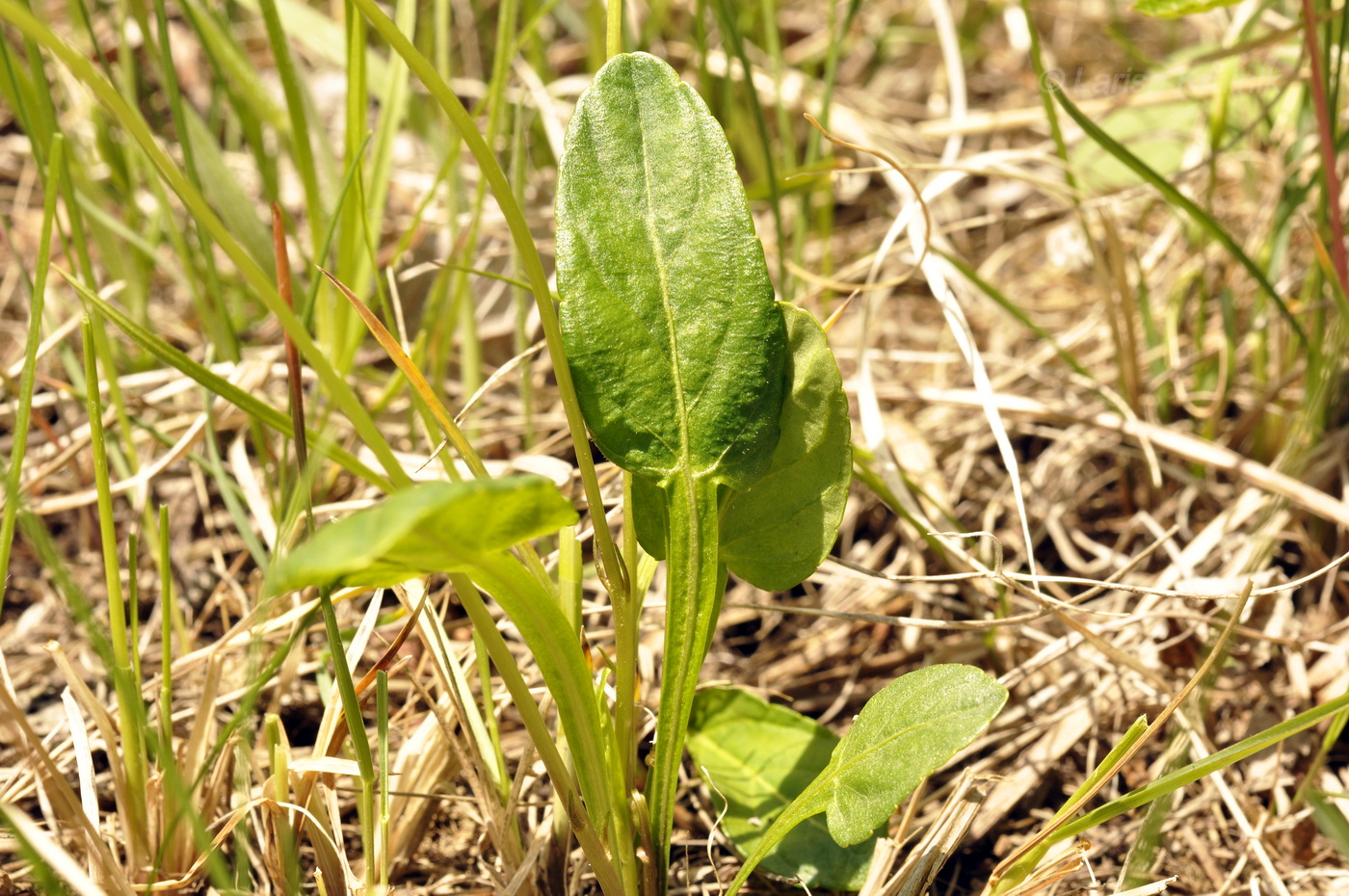 Изображение особи Viola patrinii.