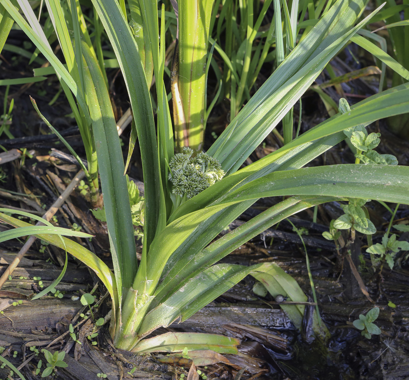 Image of Scirpus sylvaticus specimen.