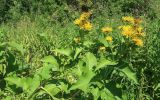 Inula helenium