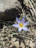 Crocus adamii