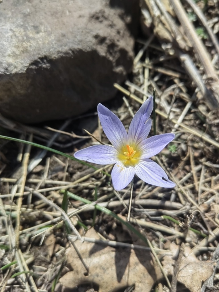 Изображение особи Crocus adamii.