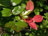 Mahonia aquifolium. Ветвь. Узбекистан, г. Ташкент, Ботанический сад им. Ф.Н.Русанова. 27.04.2008.