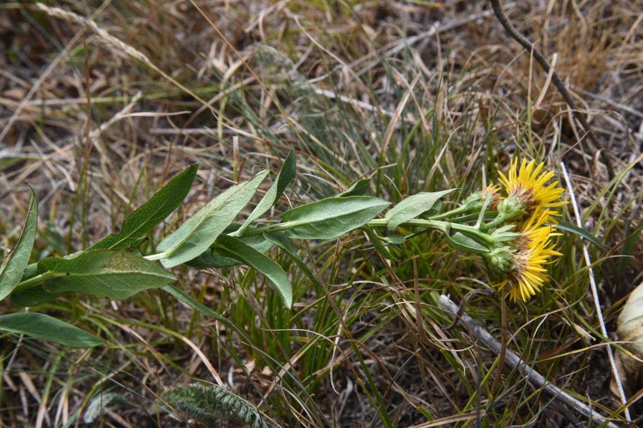 Image of Inula aspera specimen.