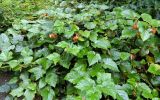 Rubus tricolor. Плодоносящее растение. Испания, Астурия, ботанический сад г. Хихо́н (Jardin Botanico Atlantico). Июль.