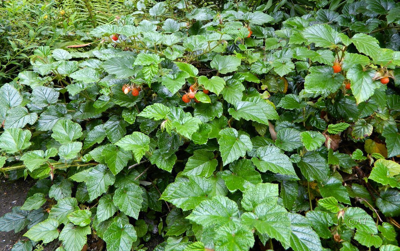 Image of Rubus tricolor specimen.
