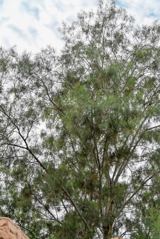 Image of genus Casuarina specimen.