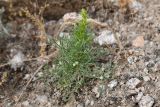 Artemisia scoparia. Вегетирующее растение. Таджикистан, Согдийская обл., хр. Моголтау, гранитные скалы, задернованный участок. 6 мая 2023 г.