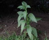 Nicotiana tabacum