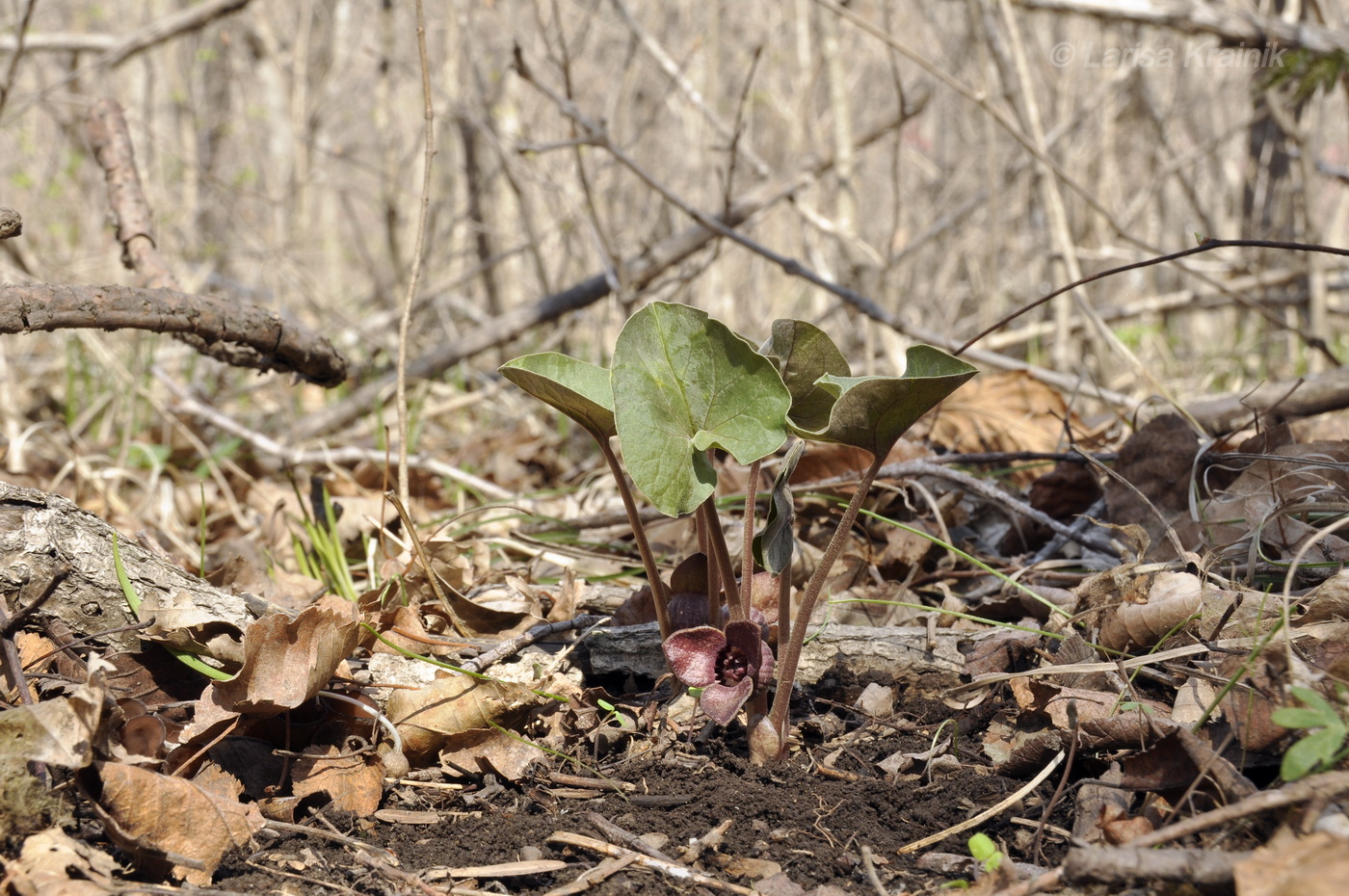 Image of Asarum sieboldii specimen.