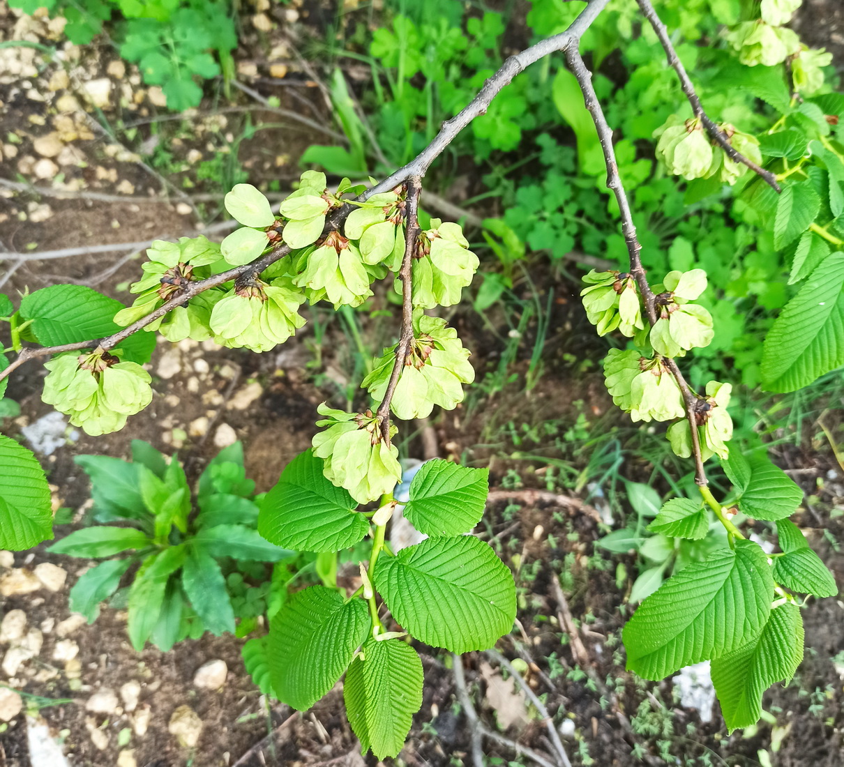 Изображение особи род Ulmus.