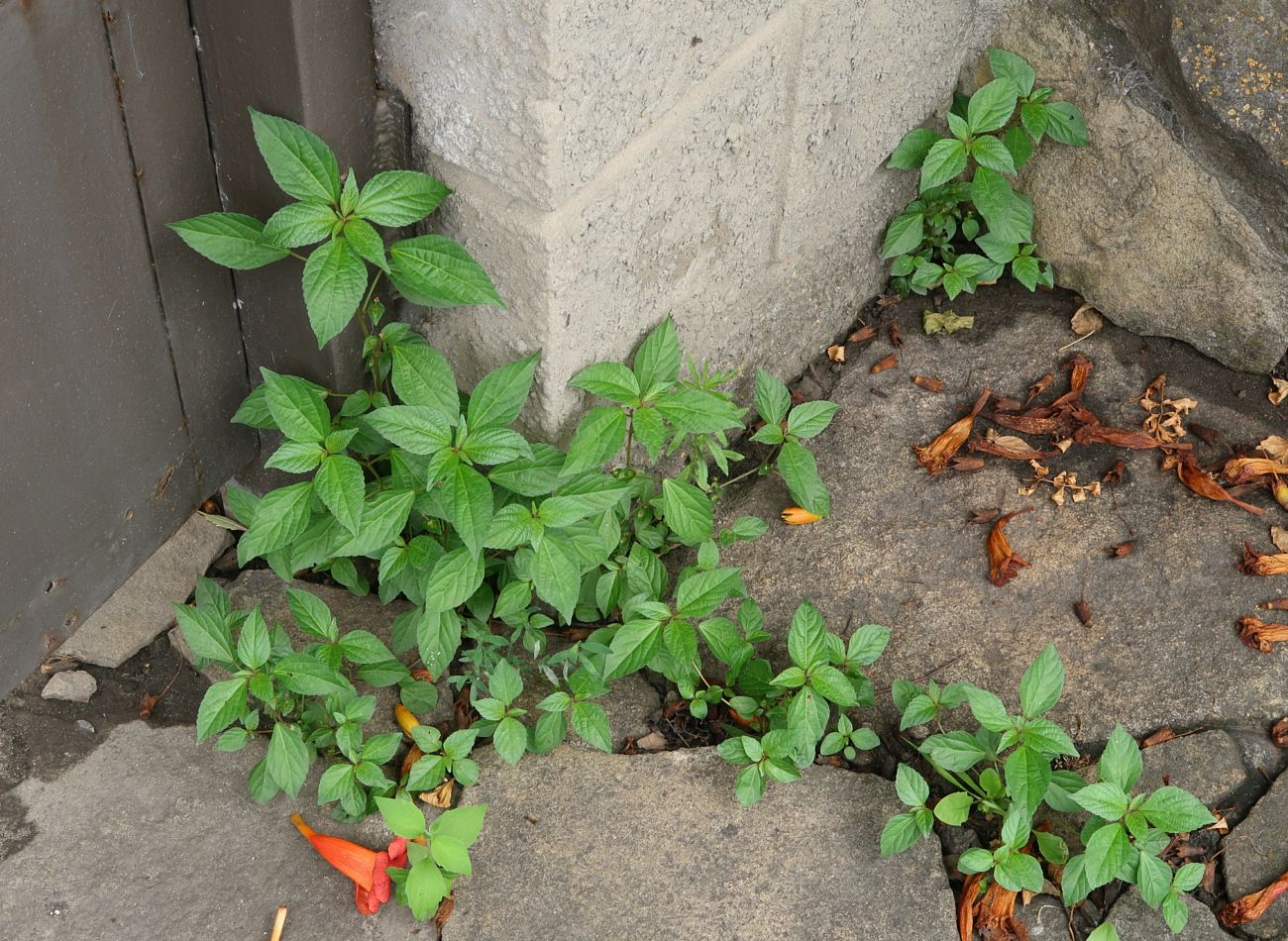 Изображение особи Acalypha australis.