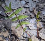 Filipendula ulmaria. Молодые листья. Пермский край, г. Пермь, Дзержинский р-н, м-н Акуловский, смешанный лес. 13.05.2023.