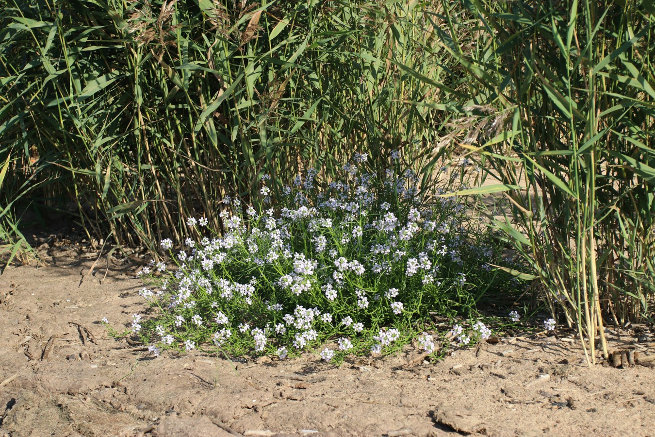 Image of Cakile baltica specimen.
