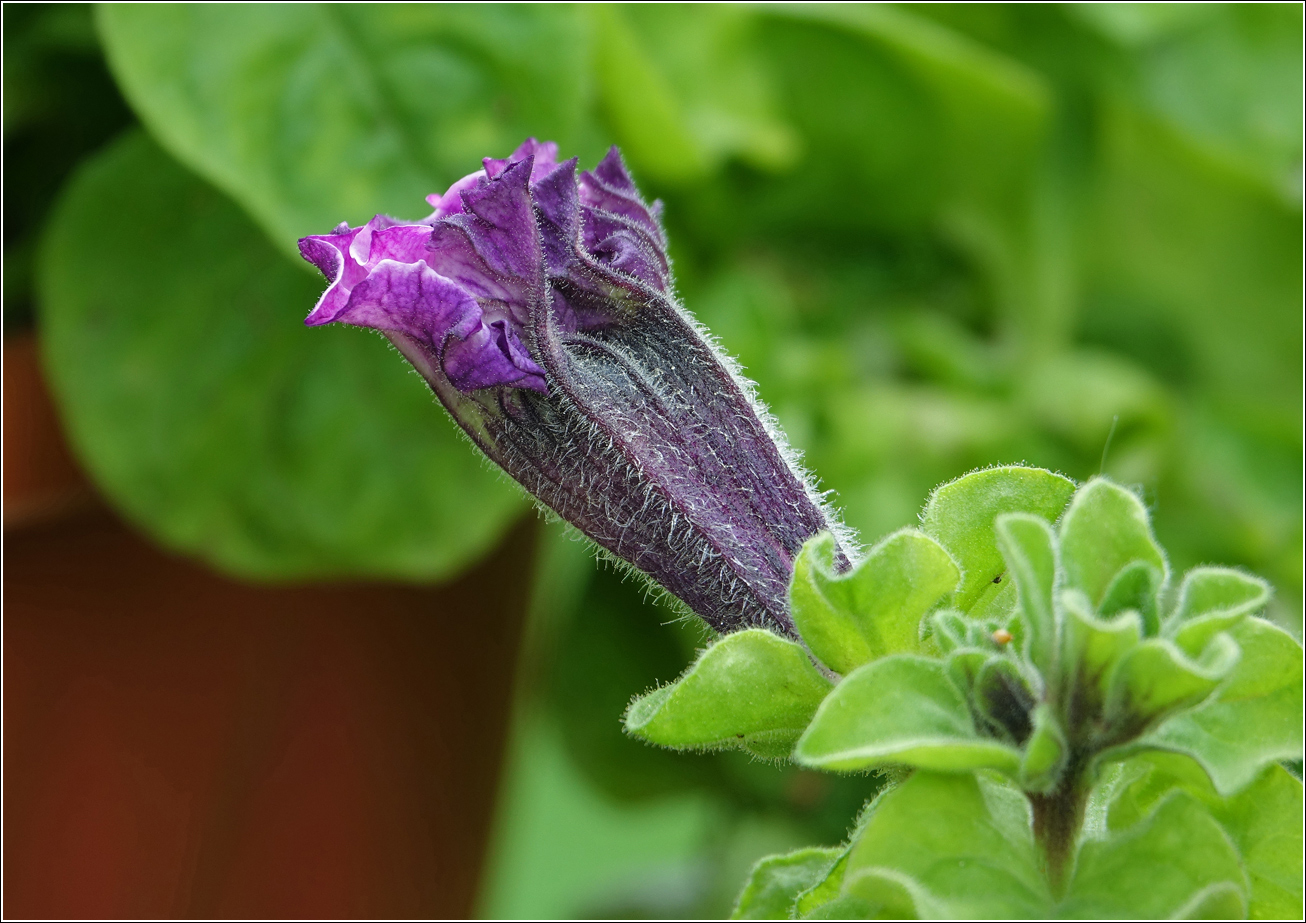 Image of Petunia &times; atkinsiana specimen.