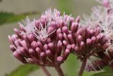 Eupatorium cannabinum. Общее соцветие с бутонизирующими и распустившимися корзинками; справа на бутонах - оса. Псковская обл., г. Себеж, берег Себежского оз., на валунах под набережной. 29.07.2023.