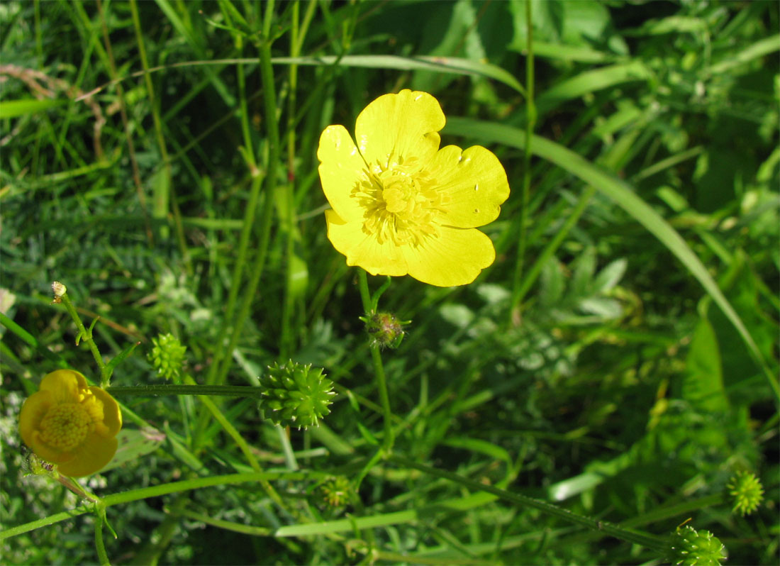 Image of Ranunculus polyanthemos specimen.