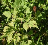 Rubus caesius