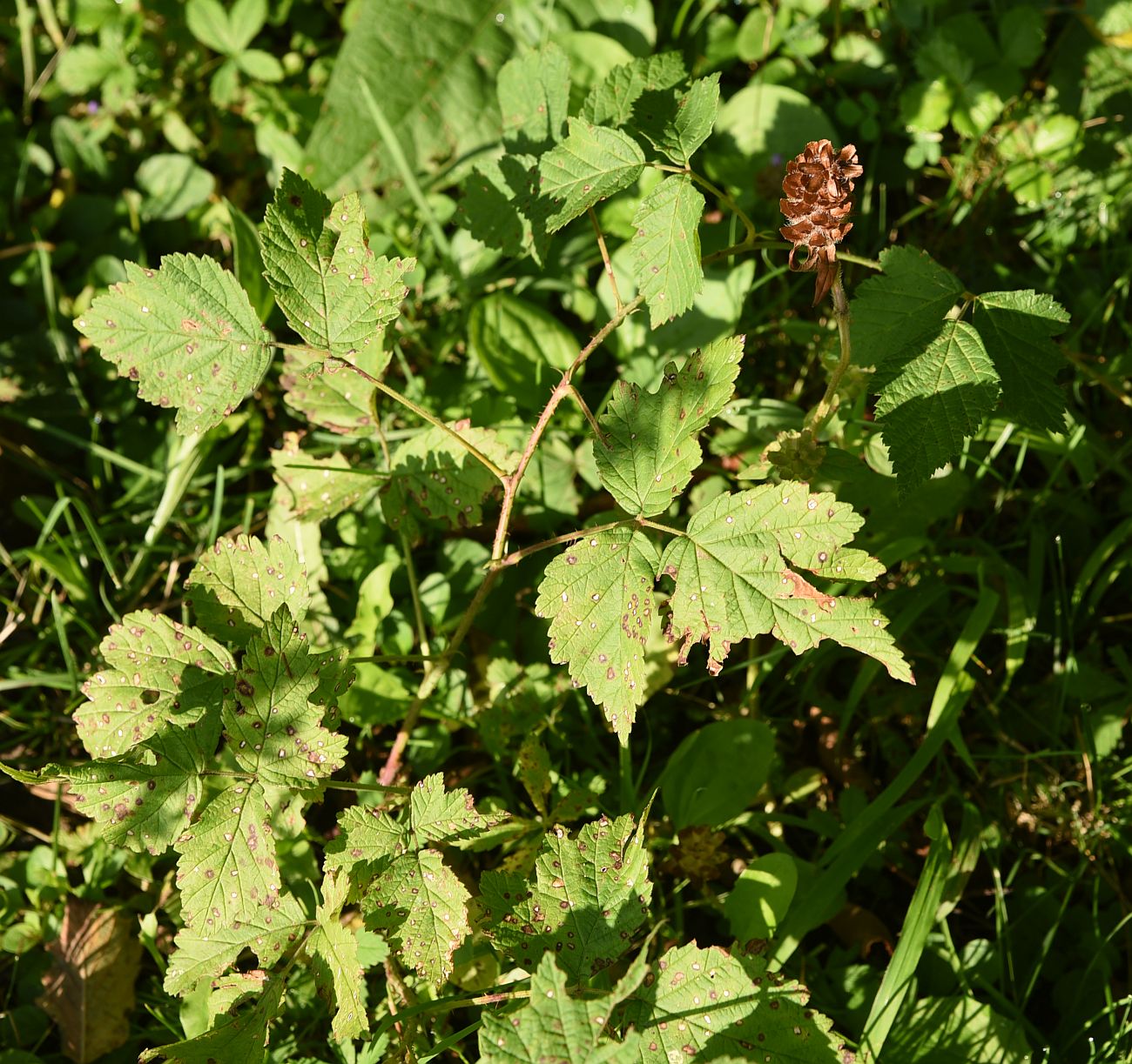 Image of Rubus caesius specimen.