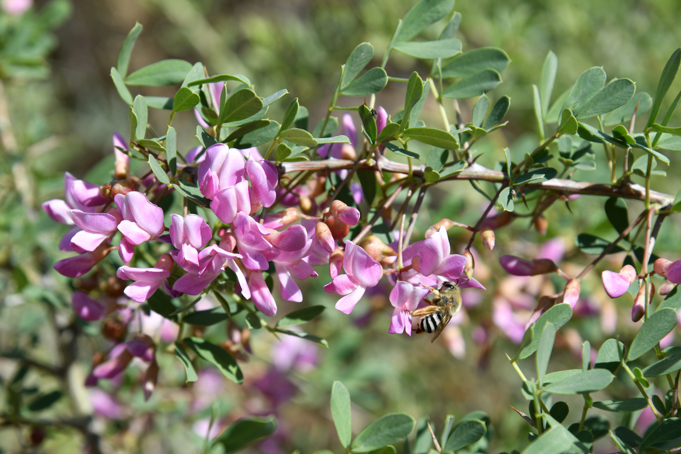 Image of Halimodendron halodendron specimen.