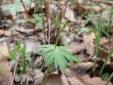 Eranthis stellata. Плодоносящее растение. Хабаровский край, Хабаровский р-н, 17 км Владивостокского шоссе, склон сопки выше дач, широколиственный лес. 14.05.2013.