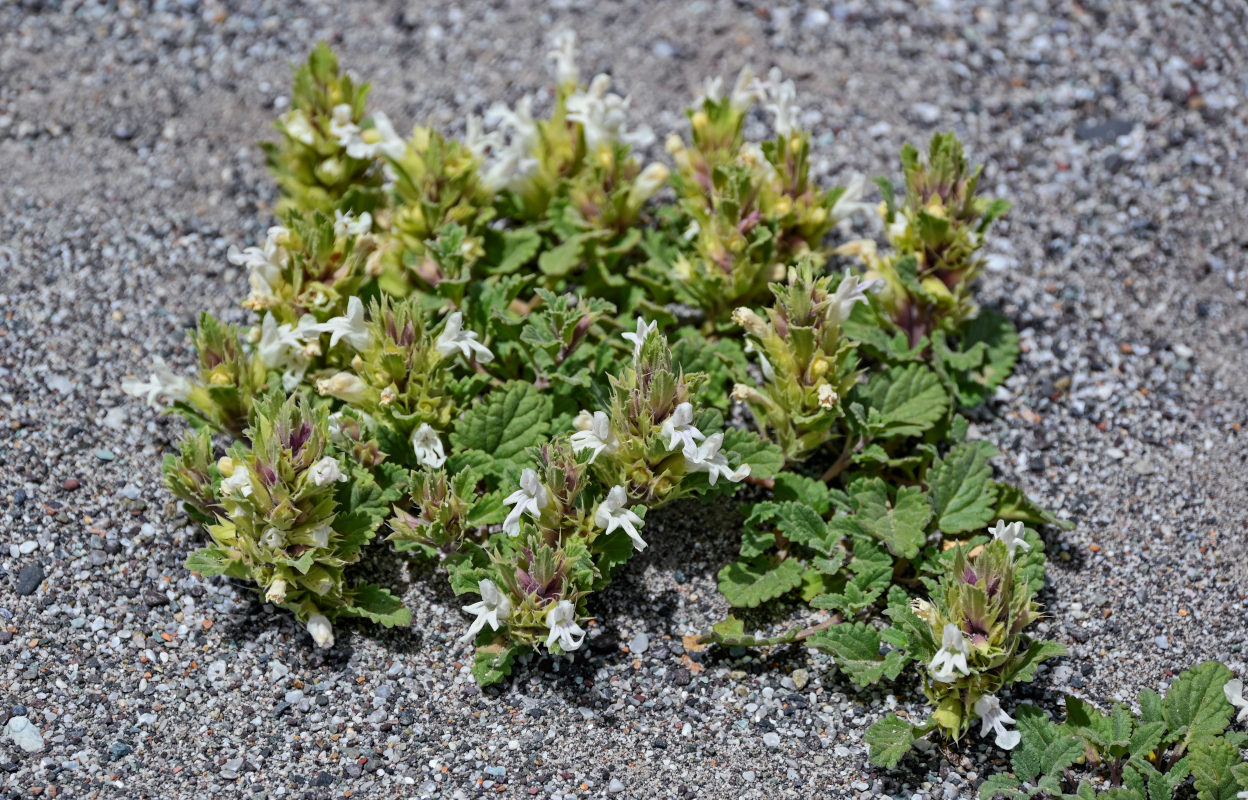 Изображение особи Dracocephalum heterophyllum.