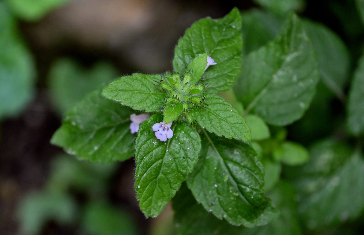 Изображение особи Clinopodium vulgare.