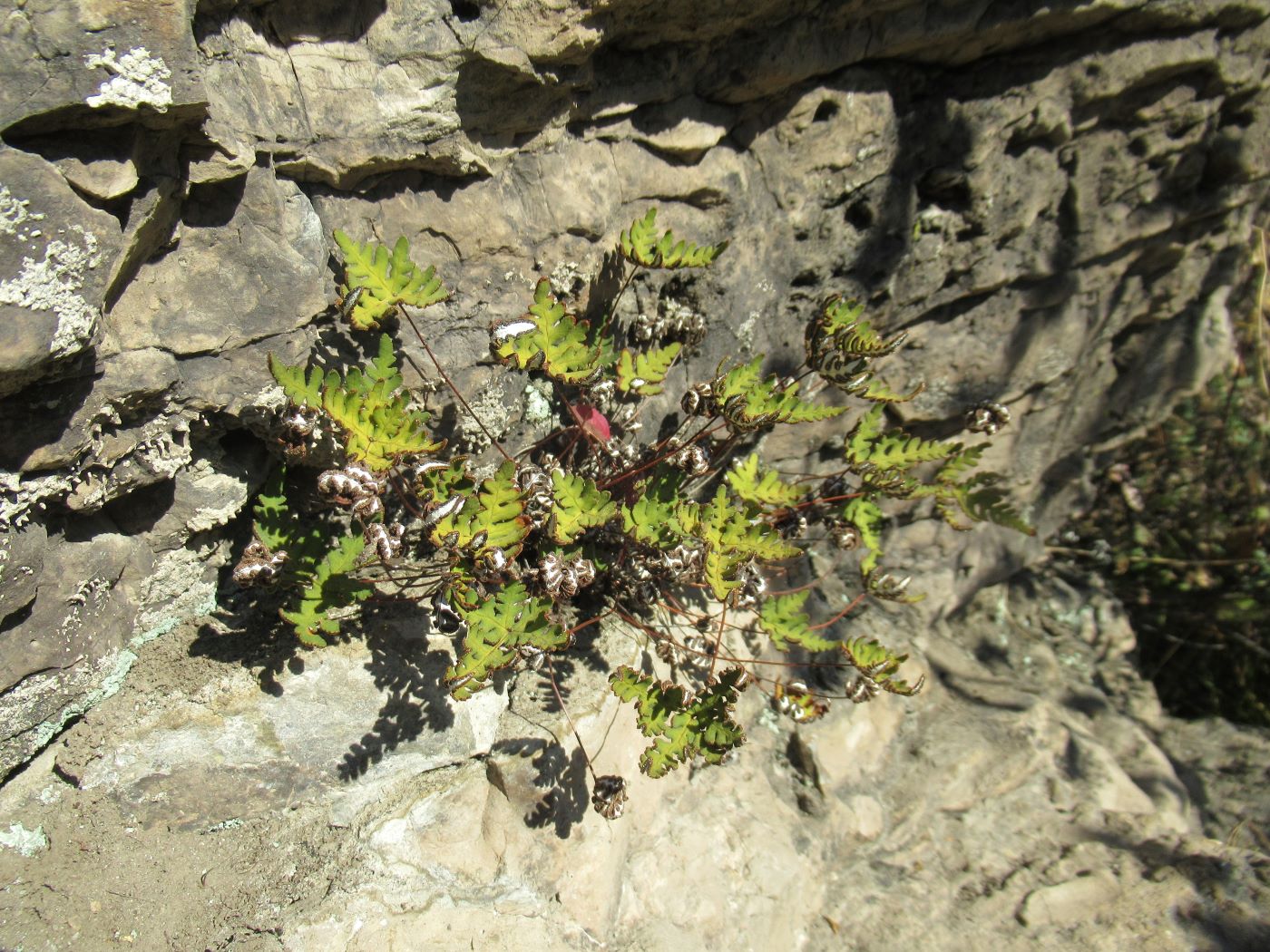 Image of Aleuritopteris argentea specimen.