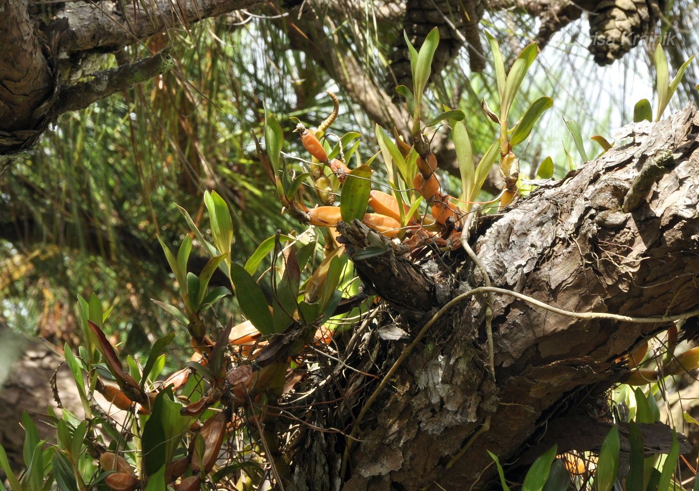 Image of Dendrobium monophyllum specimen.