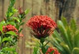 Ixora coccinea