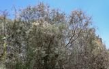 genus Tamarix. Верхушки плодоносящих деревьев. Египет, мухафаза Асуан, о-в Калабша, каменистый берег р. Нил. 03.05.2023.