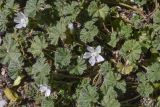 Malva neglecta