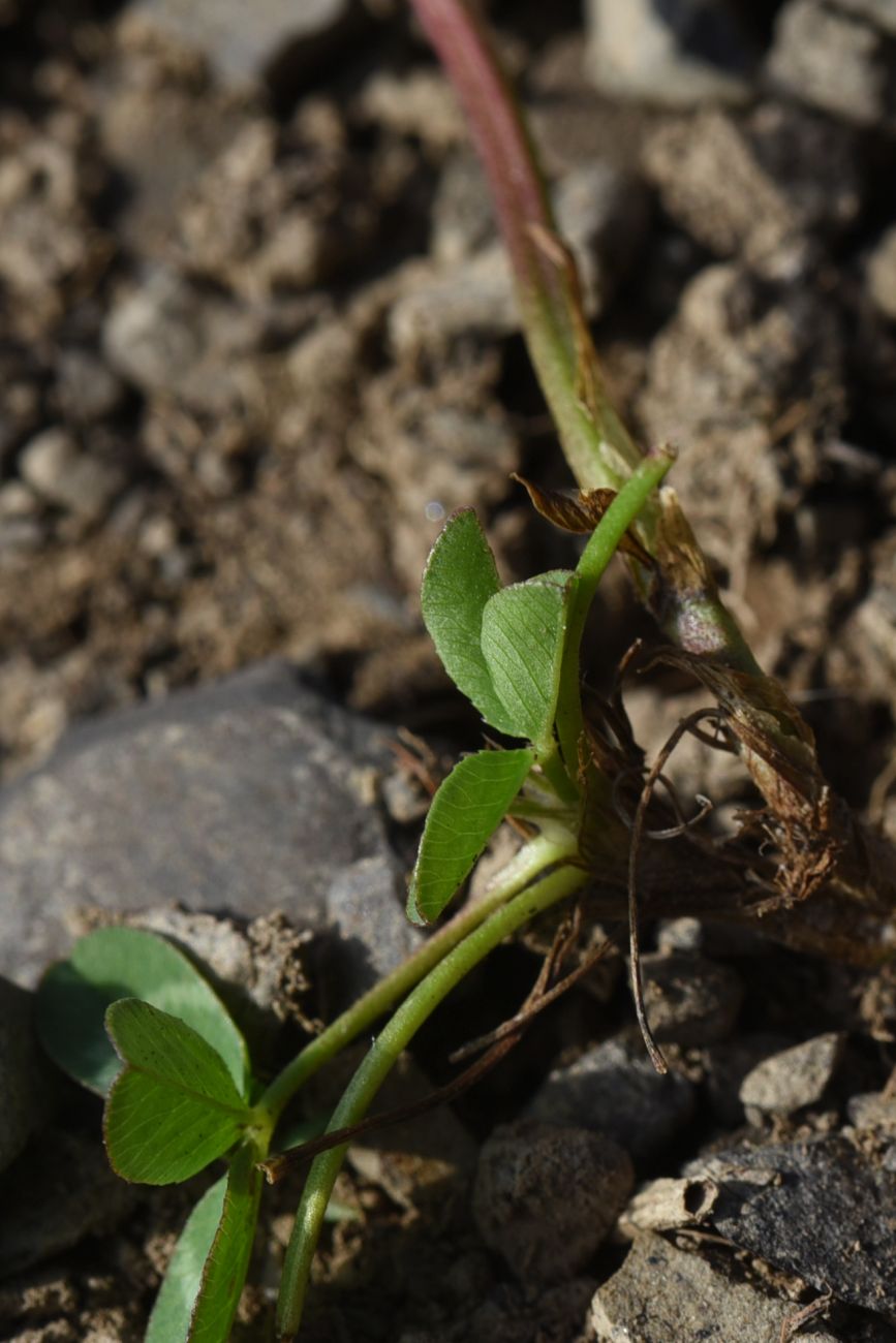 Image of Trifolium raddeanum specimen.