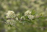 Spiraea hypericifolia