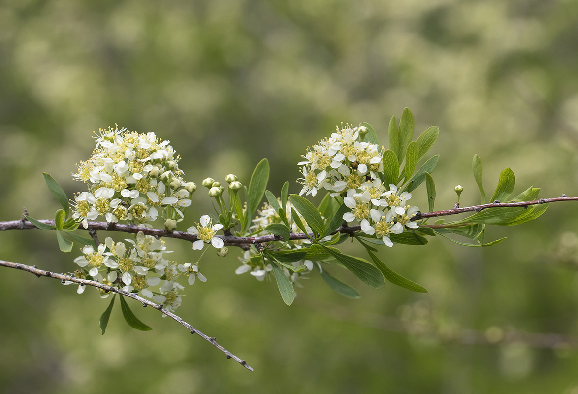 Image of Spiraea hypericifolia specimen.