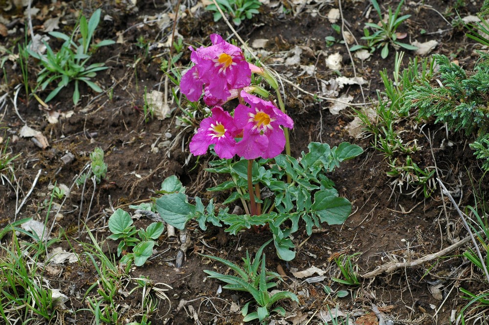 Изображение особи Incarvillea mairei var. multifoliolata.