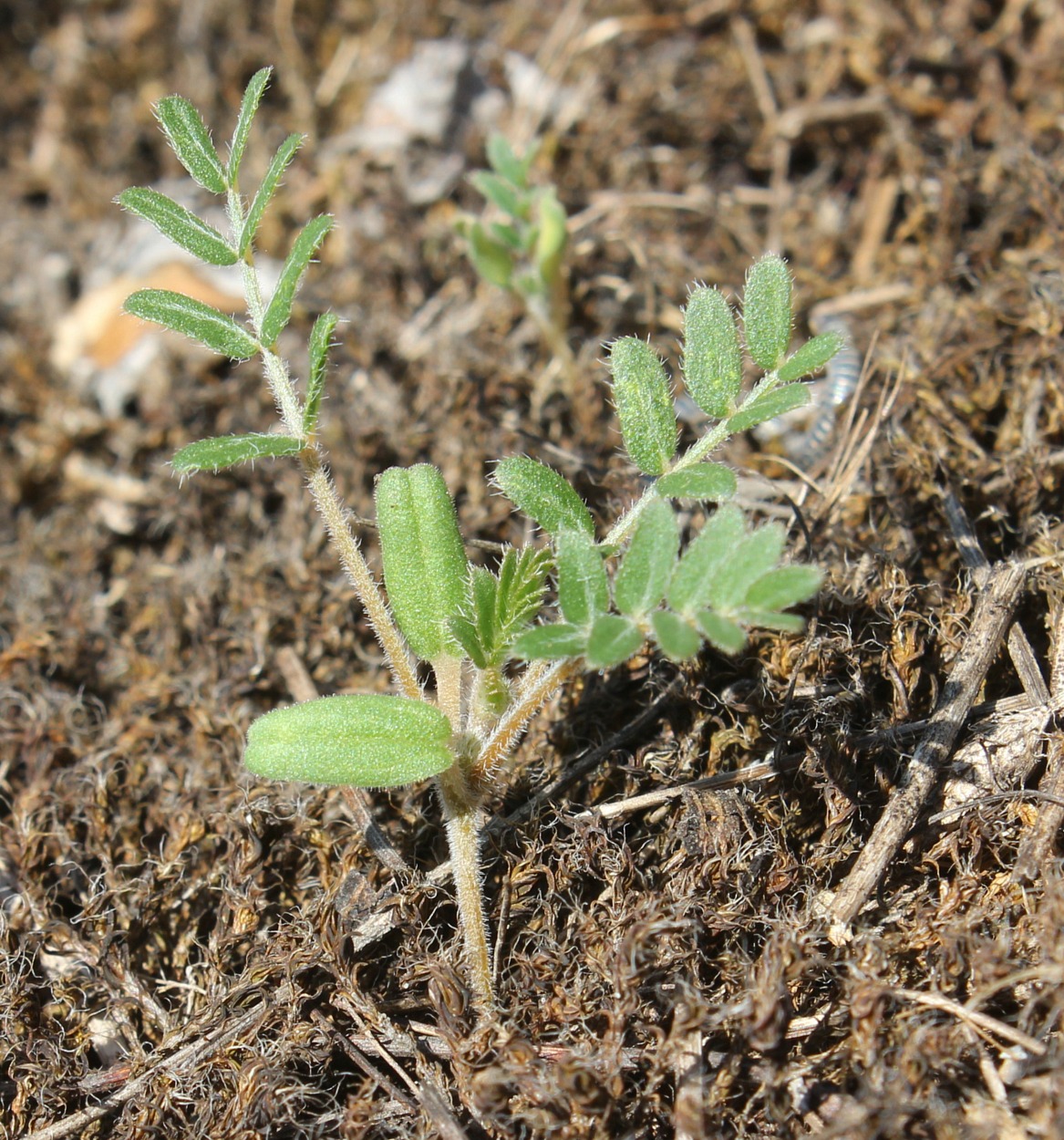 Изображение особи Tribulus terrestris.