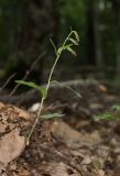 Epipactis persica