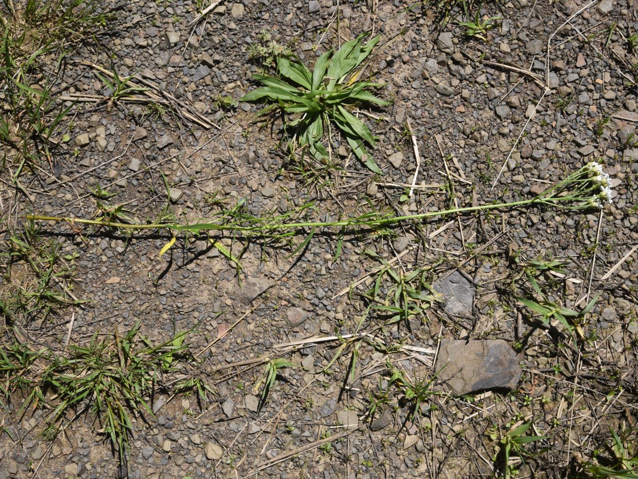 Image of Achillea ptarmicifolia specimen.