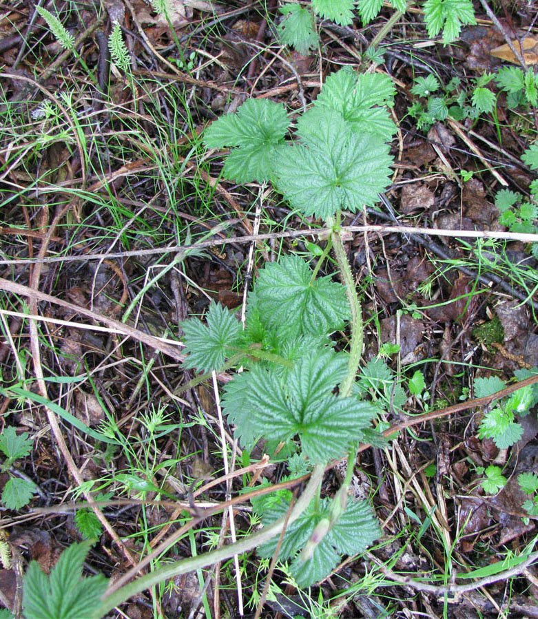 Изображение особи Humulus lupulus.