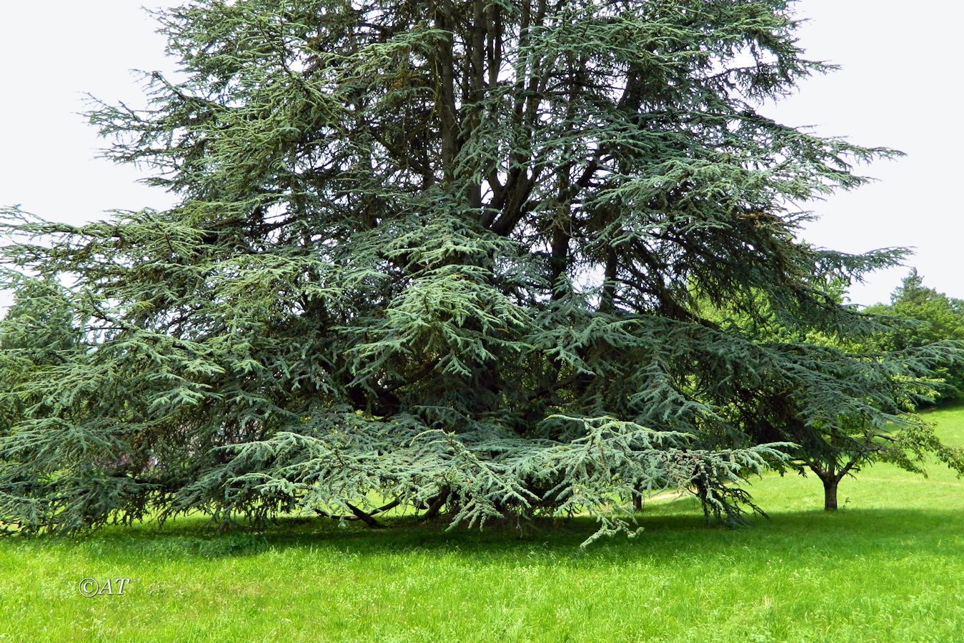 Изображение особи Cedrus atlantica.