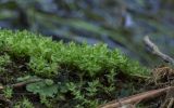 род Bryum