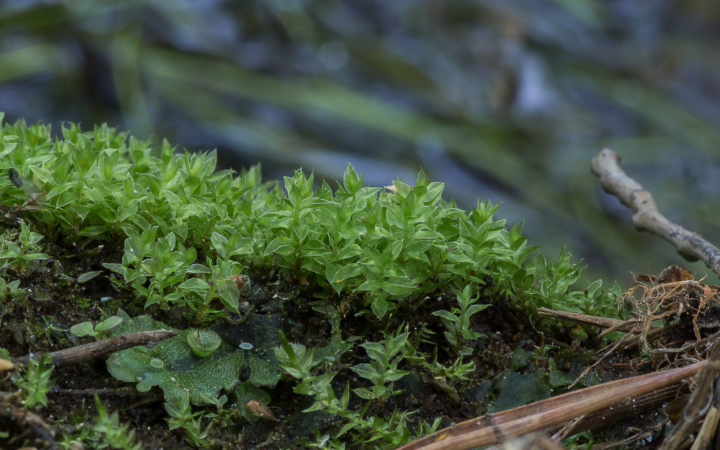 Image of genus Bryum specimen.