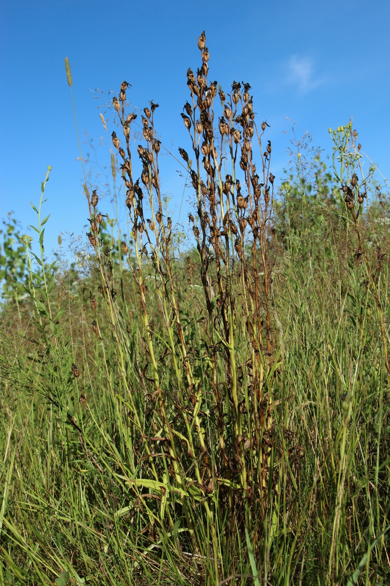 Image of Campanula persicifolia specimen.