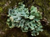 Hypogymnia physodes