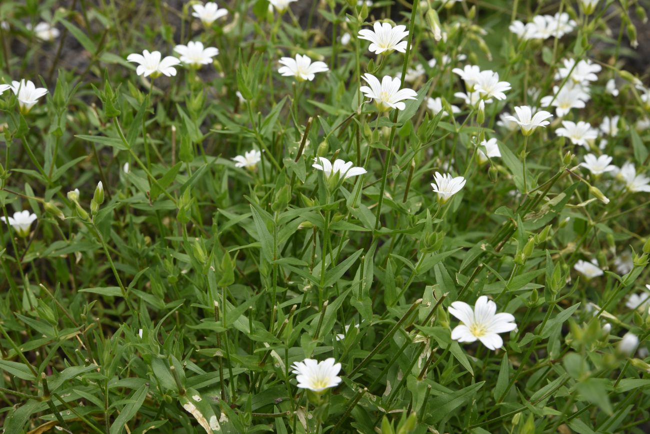 Image of familia Caryophyllaceae specimen.