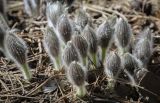 Pulsatilla patens. Бутонизирующее растение. Пермский край, г. Пермь, Кировский р-н, прилегающий к песчаному карьеру сосновый бор. 05.04.2025.