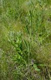 род Silene