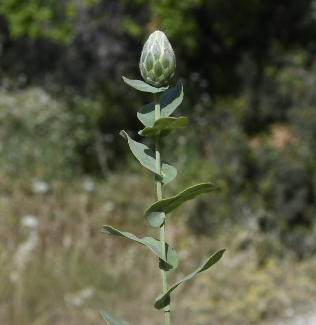 Image of Klasea cerinthifolia specimen.